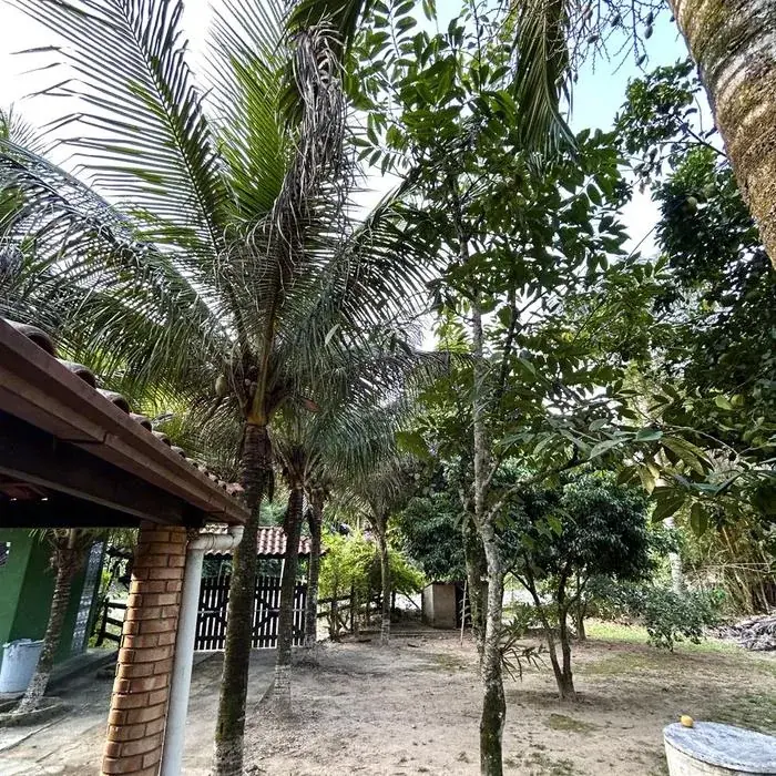 Caminho com palmeiras no Sítio dos Sonhos, em Papucaia